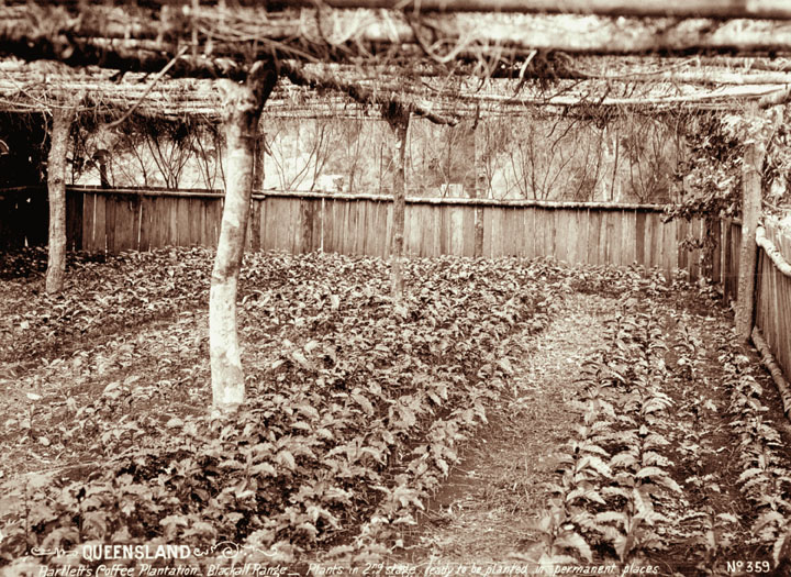 Setzlinge auf Kaffeeplantage um 1899 in Queensland.