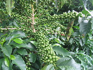 Kaffeepflanze: Arabica